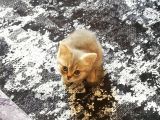 Minik Pati