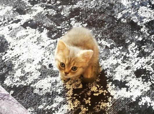 Minik Pati görsel