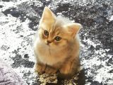 Minik Pati