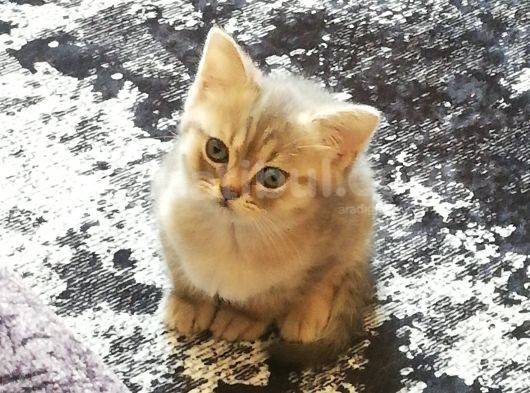 Minik Pati görsel
