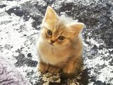 Minik Pati