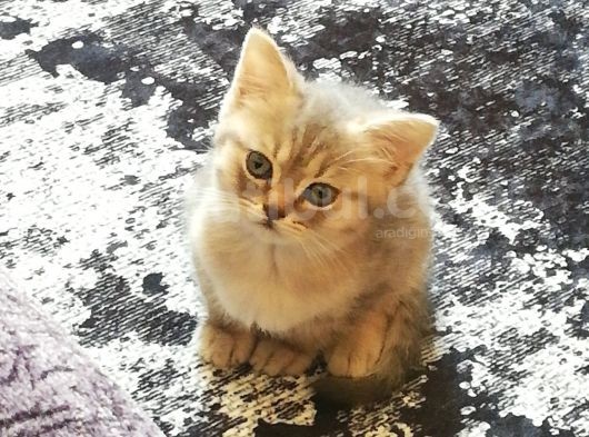 Minik Pati