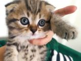 Minik Bebislerimiz Yeni Yuvalarını Ariyor