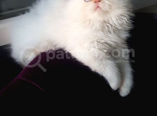 Iran Redpoint Bebekler