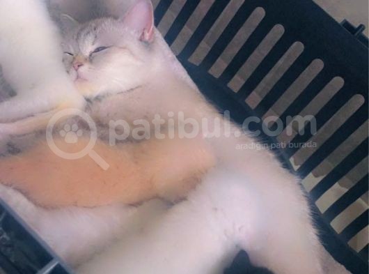 Prens Ve Prensesler Yeni Yuvalarını Bekliyor görsel