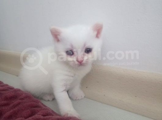 Prens Ve Prensesler Yeni Yuvalarını Bekliyor görsel
