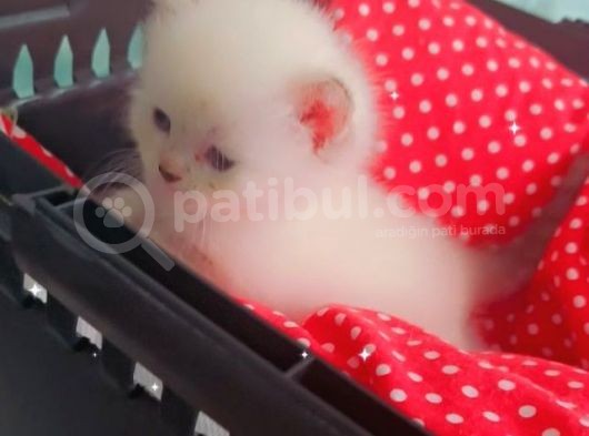 Prens Ve Prensesler Yeni Yuvalarını Bekliyor görsel