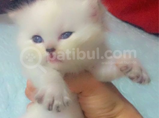 Prens Ve Prensesler Yeni Yuvalarını Bekliyor görsel