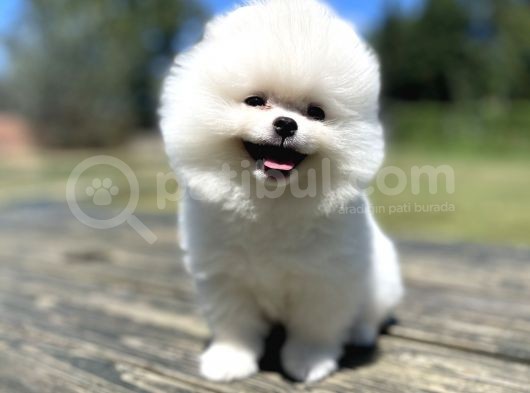 Ayi Surat Pomeranian Boo Yavrularimiz