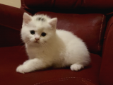 Dişi British Shorthair