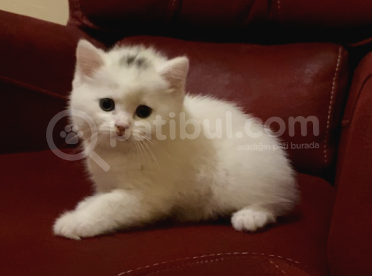 Dişi British Shorthair görsel