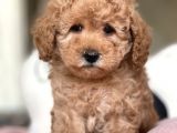 Ciftligimizden Irk Ve Saglik Garantili Poodle Bebekler