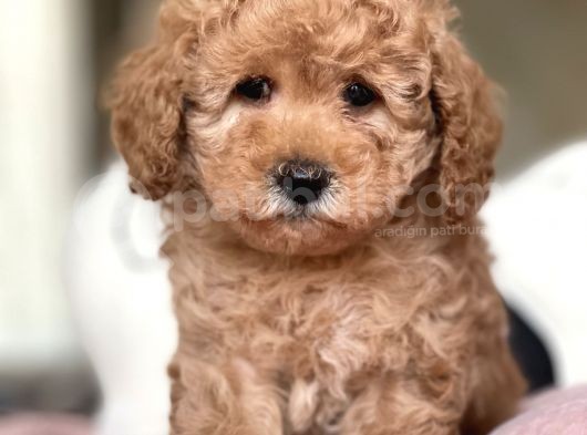 Ciftligimizden Irk Ve Saglik Garantili Poodle Bebekler görsel