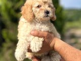 Küçük Poodle Kızım