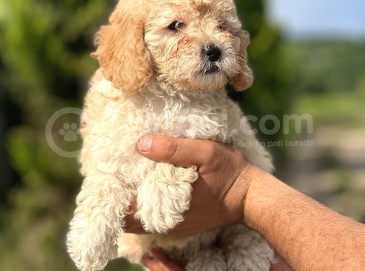 Küçük Poodle Kızım görsel