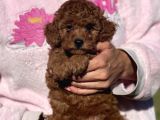 Mini Boy Shih Tzu Bebekler