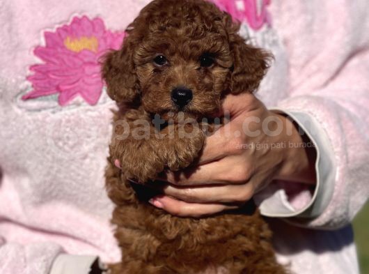 Mini Boy Shih Tzu Bebekler görsel
