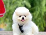 Safkan Pomeranian Boo Yavrular