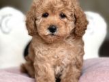 Ciftligimizden Irk Ve Saglik Garantili Poodle Bebekler