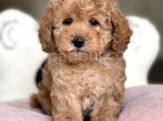Ciftligimizden Irk Ve Saglik Garantili Poodle Bebekler görsel