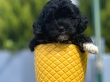 Xxsmall Morkie Bebeğim