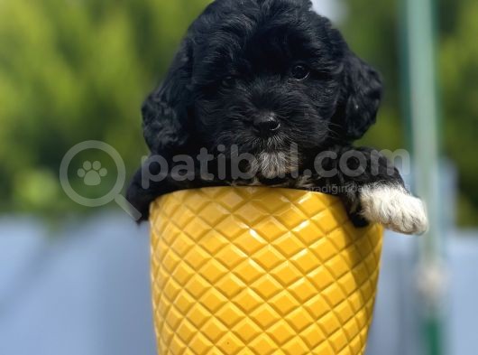 Xxsmall Morkie Bebeğim görsel