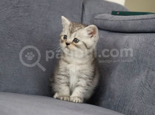 Mama Karşılığı Sahiplendirilecektir görsel