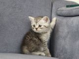 Mama Karşılığı Sahiplendirilecektir