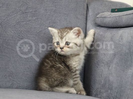 Mama Karşılığı Sahiplendirilecektir görsel