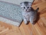 Orjinal Scottish Fold Yavrularimiz