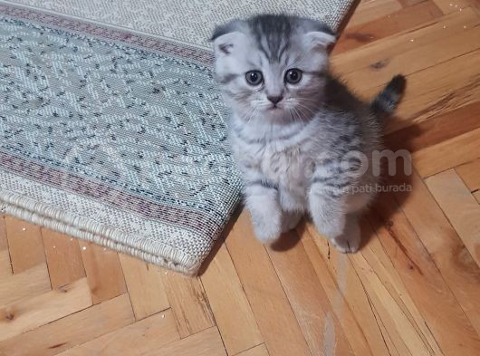 Orjinal Scottish Fold Yavrularimiz görsel