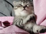 Orjinal Scottish Fold Yavrularimiz