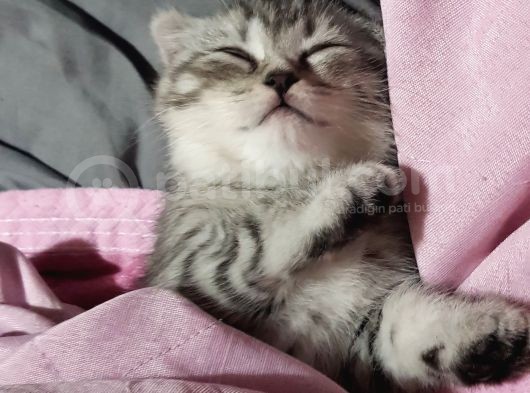 Orjinal Scottish Fold Yavrularimiz görsel