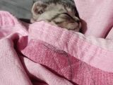 Orjinal Scottish Fold Yavrularimiz