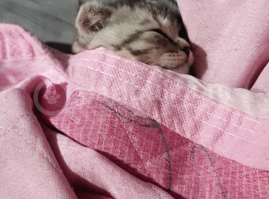 Orjinal Scottish Fold Yavrularimiz görsel