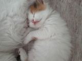 İran Kedi Sahiplendirme
