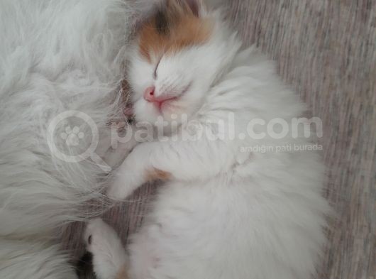 İran Kedi Sahiplendirme görsel