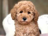 Ciftligimizden Irk Ve Saglik Garantili Poodle Bebekler