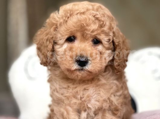 Ciftligimizden Irk Ve Saglik Garantili Poodle Bebekler görsel