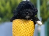 Xxsmall Morkie Bebeğim