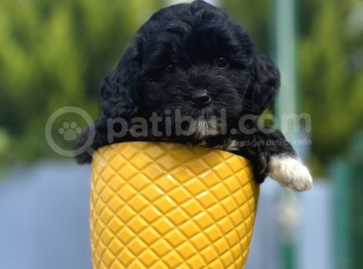 Xxsmall Morkie Bebeğim görsel