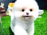 Irk Ve Sağlık Garantili Pomeranian Boo Yavrularımız