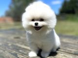 Ayi Surat Pomeranian Boo Yavrularimiz