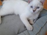 British Shorthair Yavru