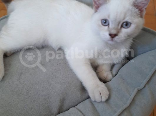 British Shorthair Yavru