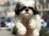 Mini Boy Shih Tzu Bebekler