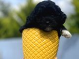 Xxsmall Morkie Bebeğim