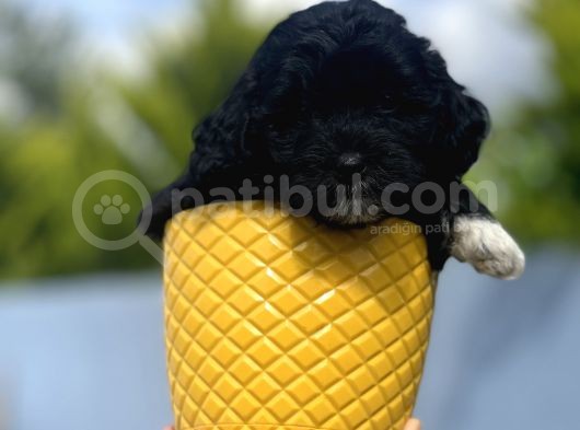Xxsmall Morkie Bebeğim görsel