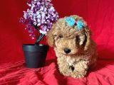Apri̇cot Rengi̇ Toy Poodle