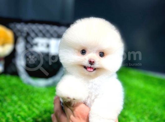 Irk Ve Sağlık Garantili Pomeranian Boo Yavrularımız